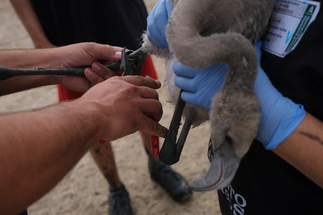 Thanks to the rainfall in March, the lagoon had a water level of 42 cm at the beginning of April, which made it possible to house more than 8,700 pairs and a total of 3,764 chicks, of which 600 were ringed last Saturday 
