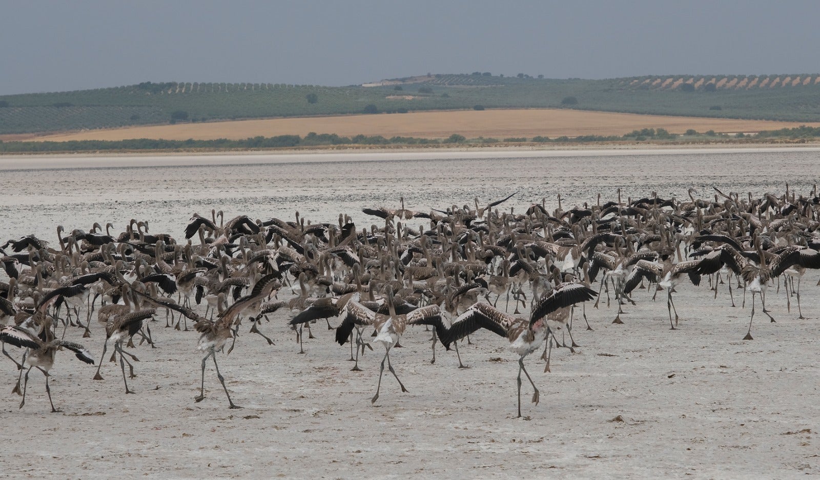 Thanks to the rainfall in March, the lagoon had a water level of 42 cm at the beginning of April, which made it possible to house more than 8,700 pairs and a total of 3,764 chicks, of which 600 were ringed last Saturday