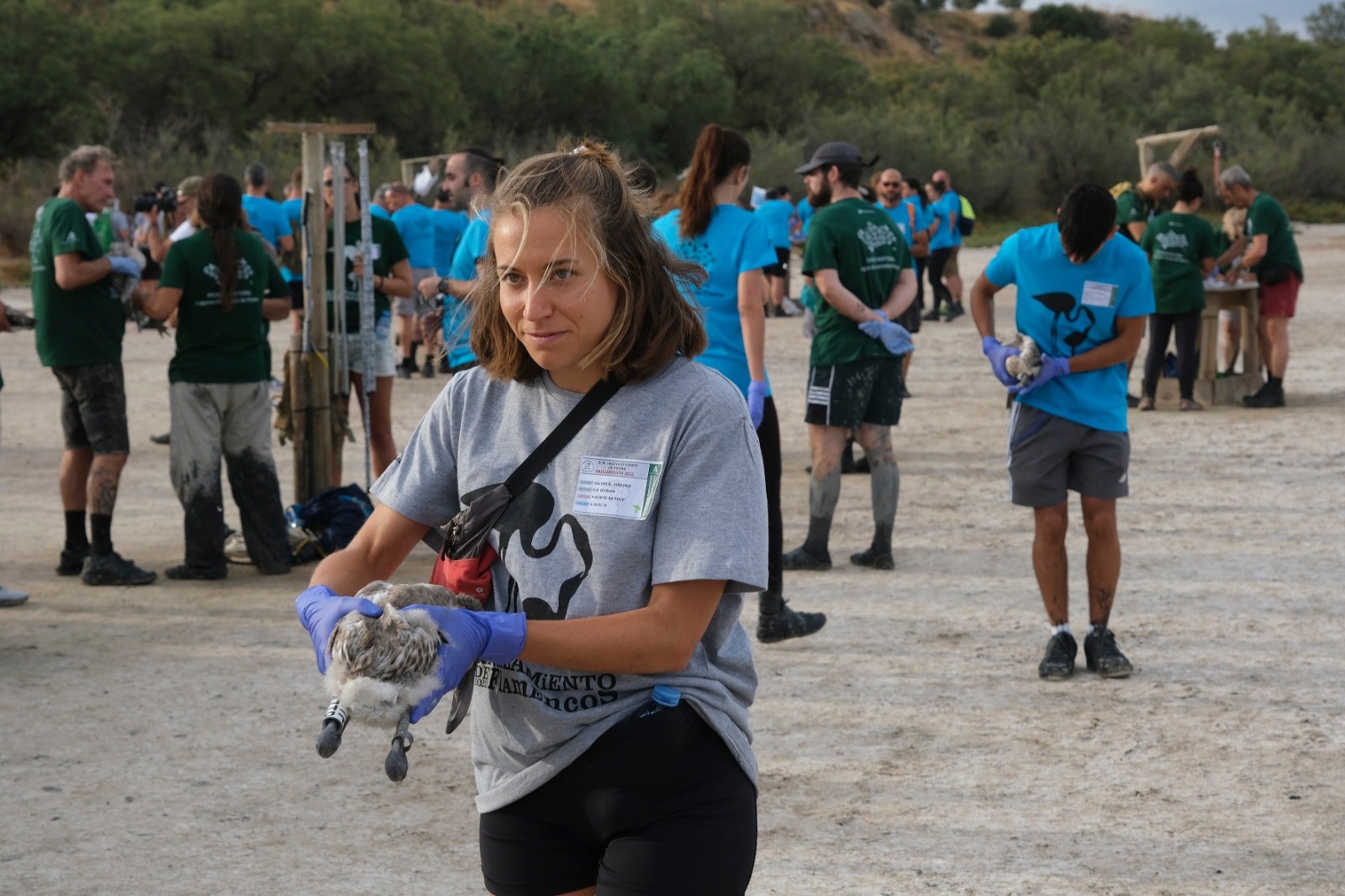 Thanks to the rainfall in March, the lagoon had a water level of 42 cm at the beginning of April, which made it possible to house more than 8,700 pairs and a total of 3,764 chicks, of which 600 were ringed last Saturday