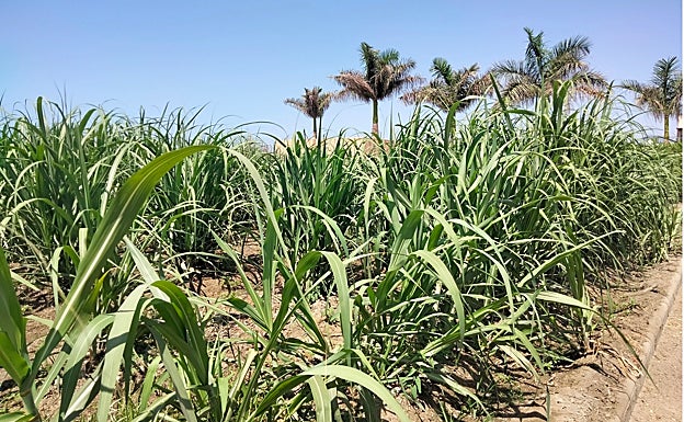 Imagen principal - Jamaica's landmarks in Ron Montero Bodega. 3rd - a typical Jamaican house. 