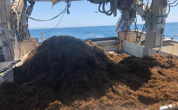 Andalucía&#039;s fishing sector seeks financial aid due to loss of income and damage caused by invasive algae 