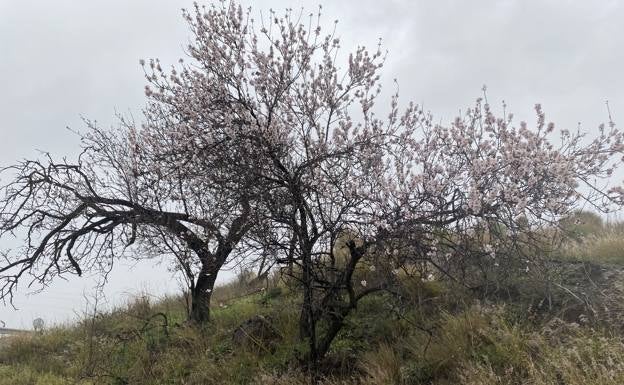 Growers advised to “hold on” to their almonds until the price goes up