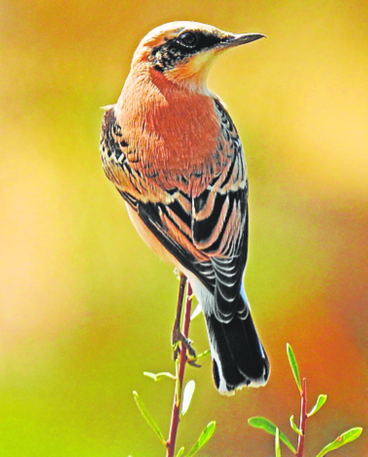 Black-eared wheatear. 