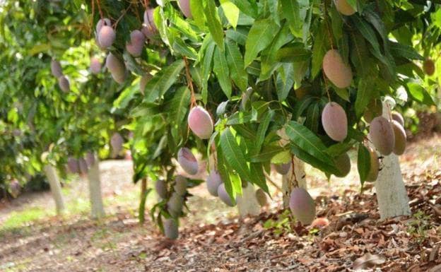 Mercadona reveals the origin of the mangoes in its stores