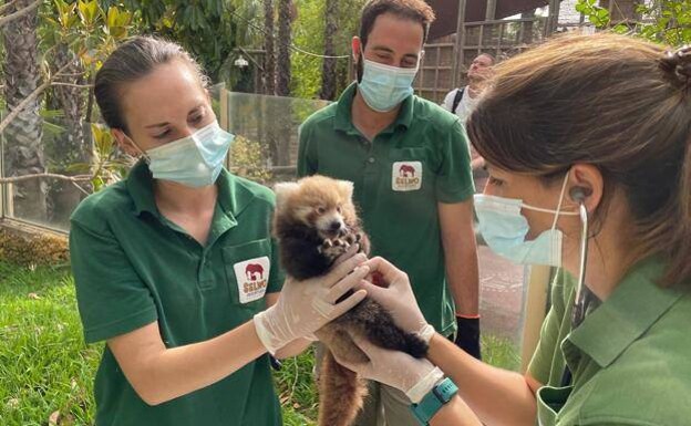 Red panda cub born at Estepona&#039;s Selwo Aventura is looking for a name