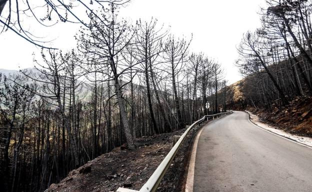 One of the roads affected by the Sierra Bermeja fire. 