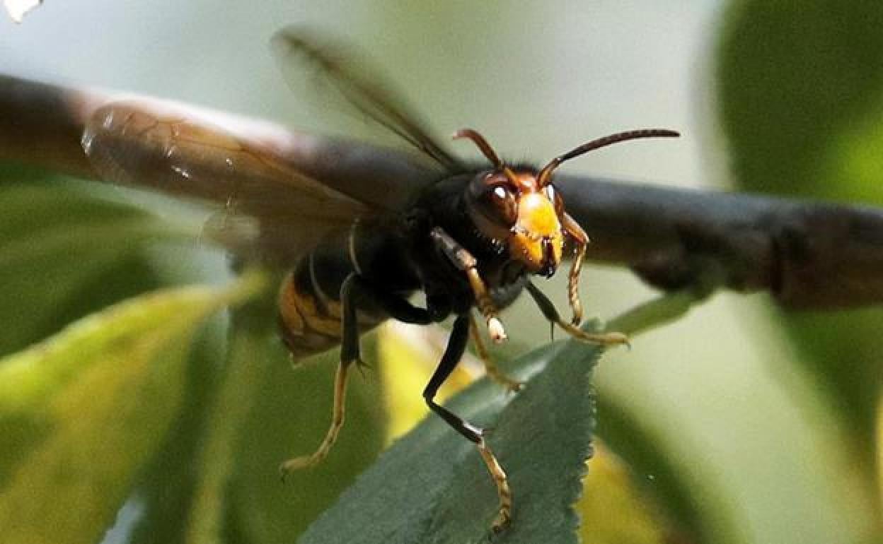 Oriental hornet nest found in Malaga: these are the risks they pose and how you can identify them