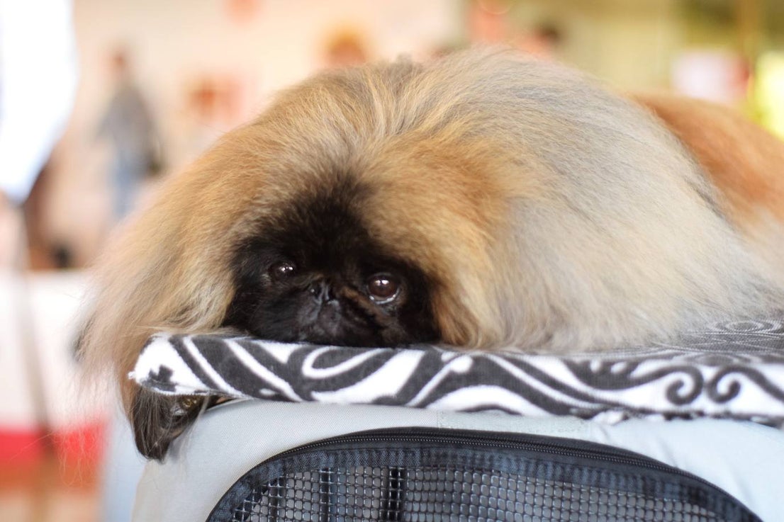 Expocan is one of the longest-running dog shows Andalucía and is organised by the Canine Society of the Costa del Sol