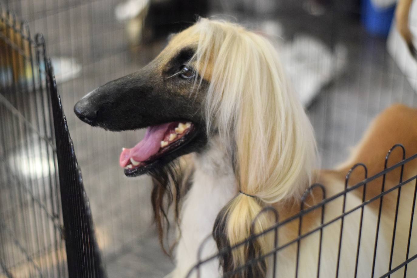 Expocan is one of the longest-running dog shows Andalucía and is organised by the Canine Society of the Costa del Sol