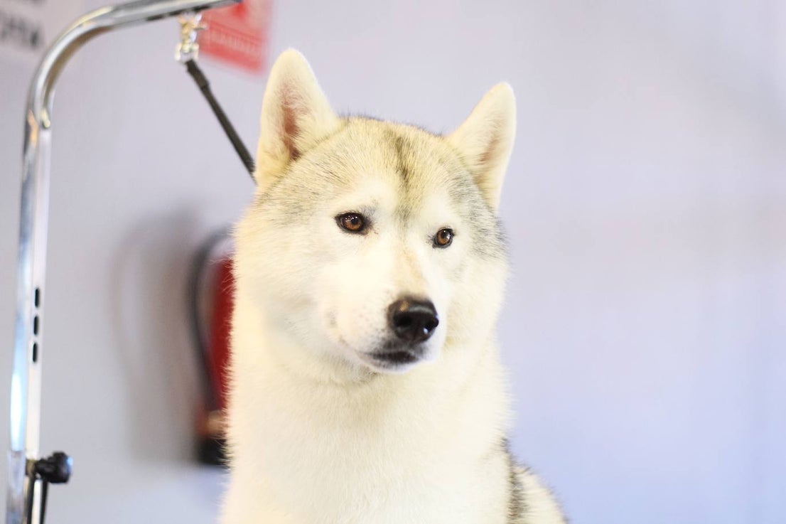 Expocan is one of the longest-running dog shows Andalucía and is organised by the Canine Society of the Costa del Sol