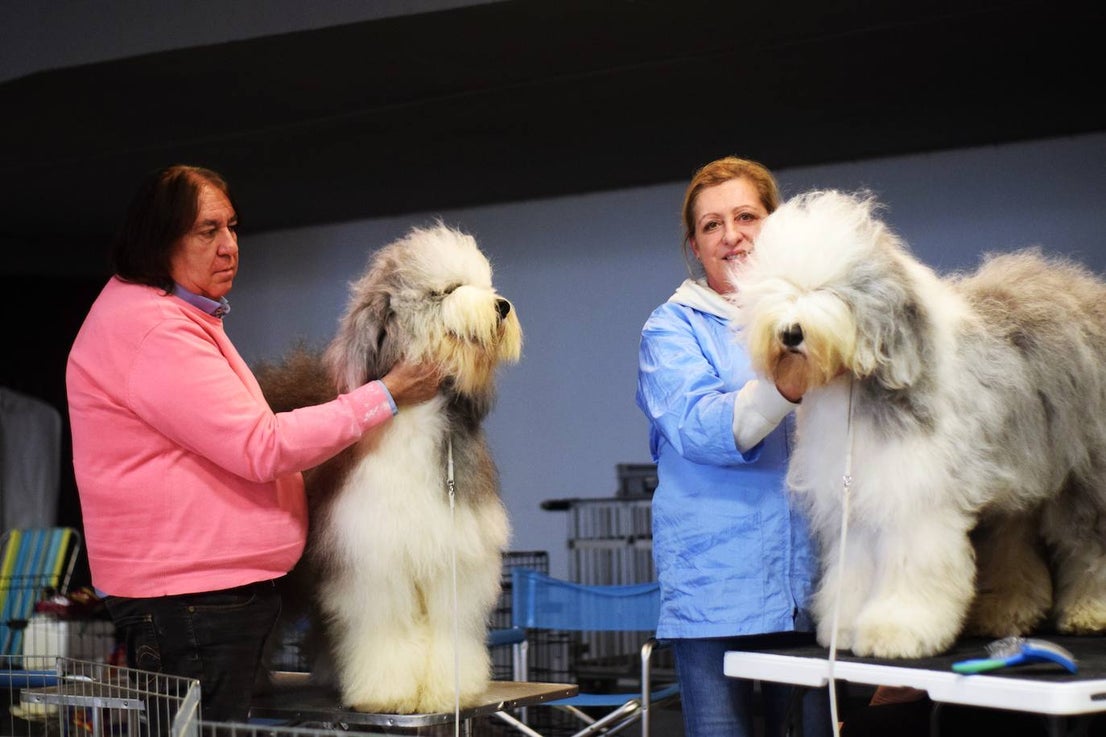 Expocan is one of the longest-running dog shows Andalucía and is organised by the Canine Society of the Costa del Sol