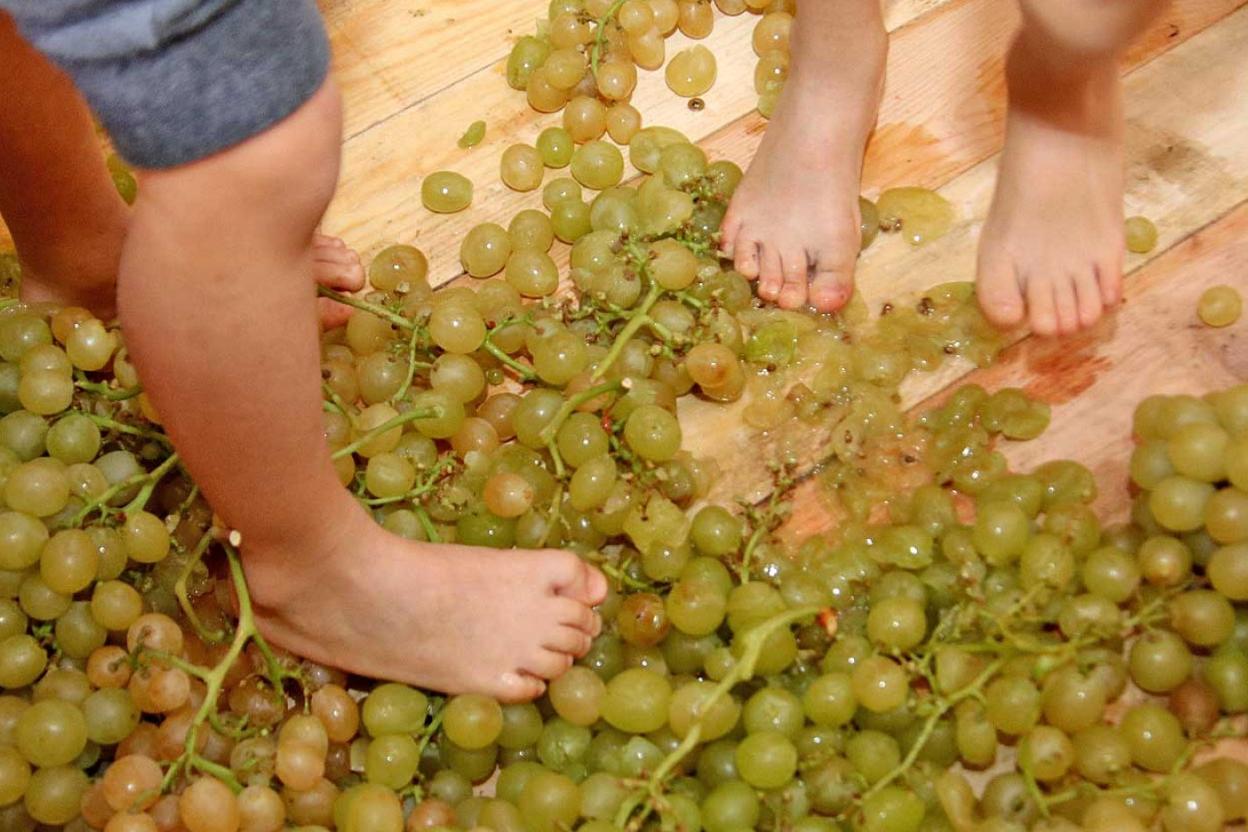Treading the grapes.