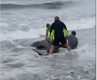 Stranded pilot whale appears on a beach in Estepona