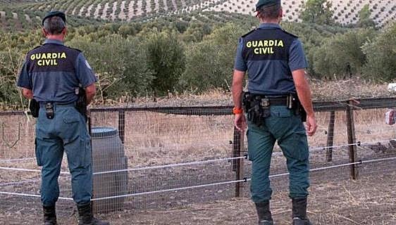 Owner faces 18-month prison sentence after Spanish hunting dog starves to death