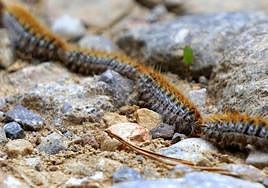 Deadly processionary caterpillars make an early appearance in Spain