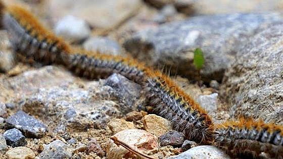 Deadly processionary caterpillars make an early appearance in Spain