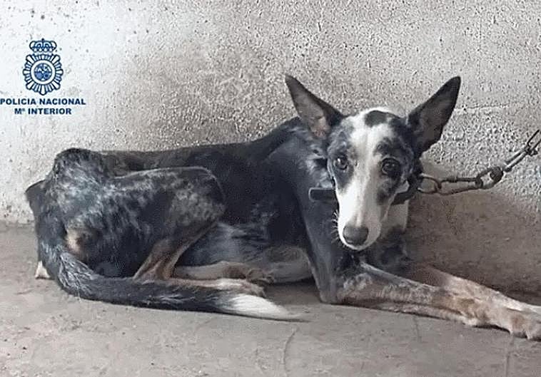 The dog that was rescued by National Police officers.