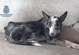 The dog that was rescued by National Police officers.