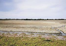 Doñana wetland is a home to many protected species.