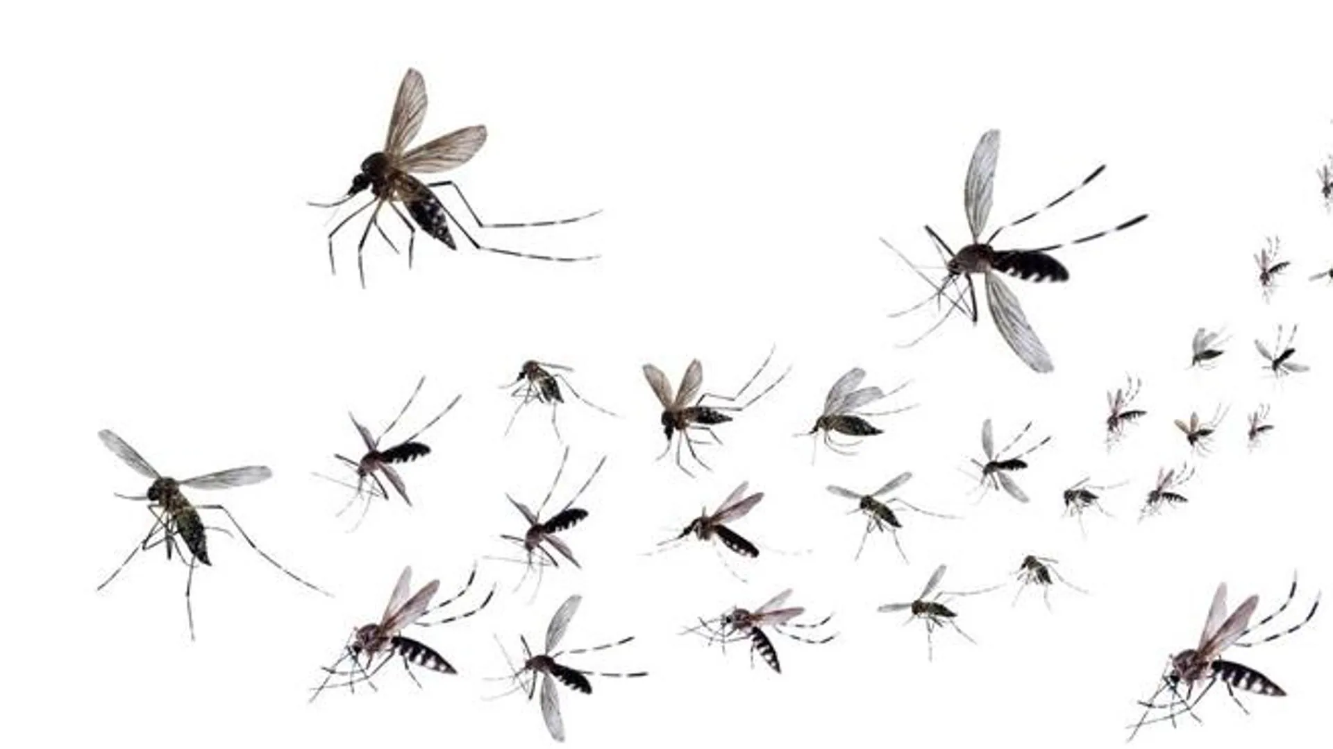 La OMS advierte que el dengue transmitido por mosquitos ha llegado a España