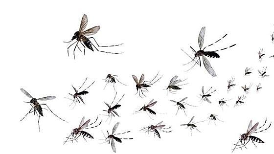 Mosquito-borne dengue fever has arrived in Spain, WHO warns