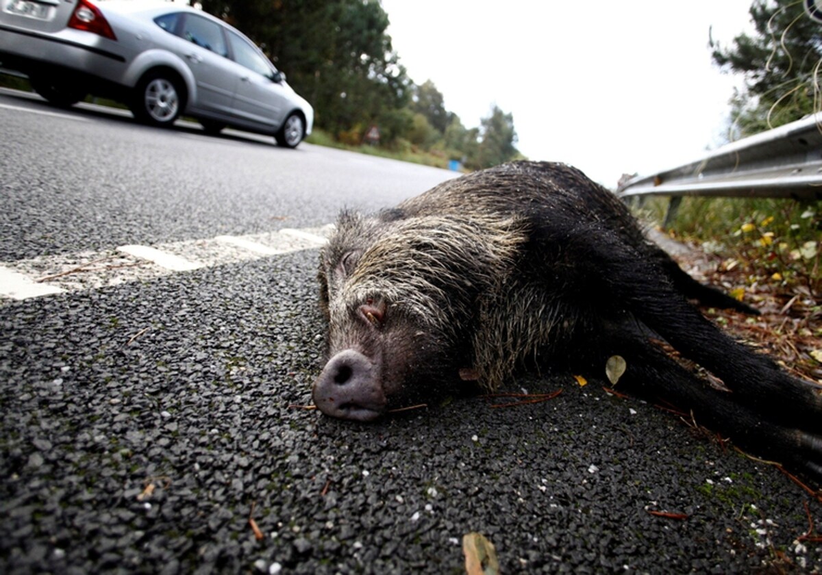 A wild boar killed by a vehicle.