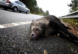 Road traffic accidents involving animals double in just five years in Spain