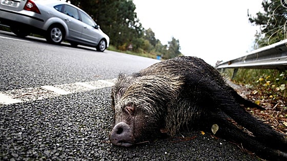 Road traffic accidents involving animals double in just five years in Spain