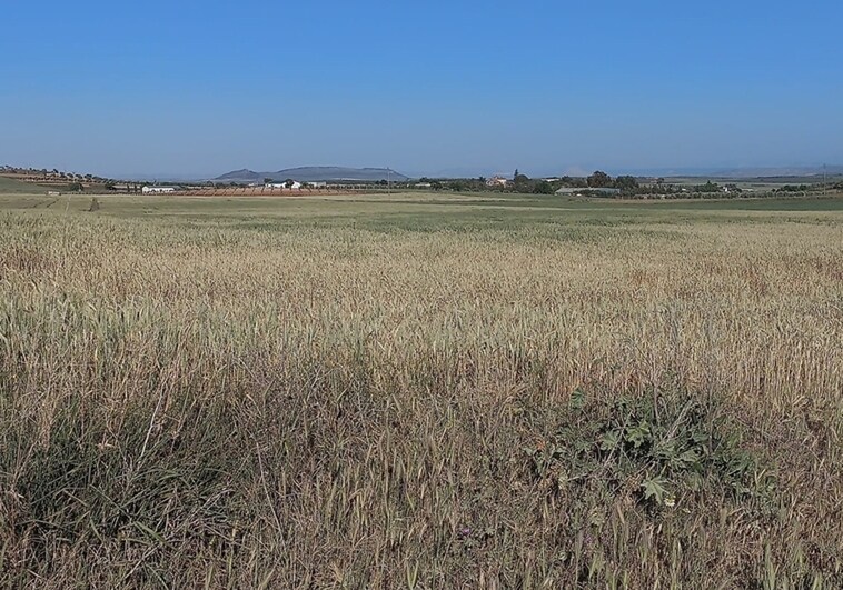 A barley field in Malaga province.