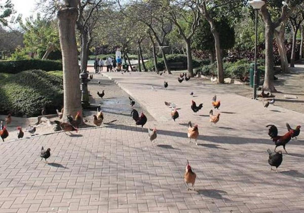 File image of hens and cockerels in La Paloma park.