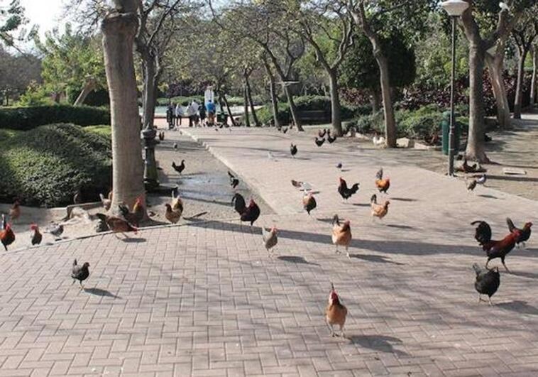 Contract out for capture of escaped hens and cockerels from Benalmádena park