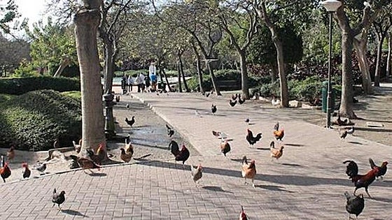 Contract out for capture of escaped hens and cockerels from Benalmádena park