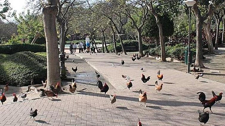 Contract out for capture of escaped hens and cockerels from Benalmádena park