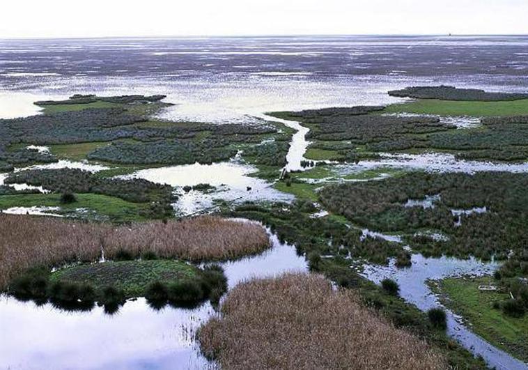 European Commission slams Junta's controversial irrigation plan for Doñana