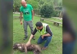 The only dog that survived the ordeal.