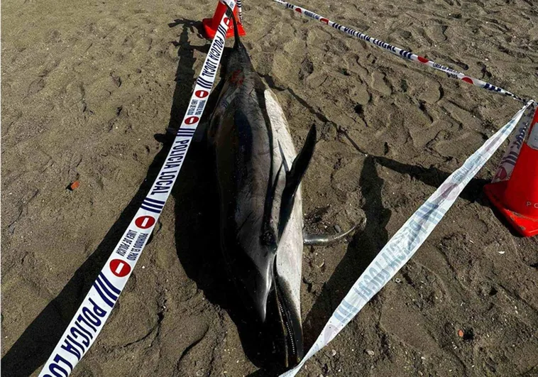 The dead dolphin found at La Misericordia beach