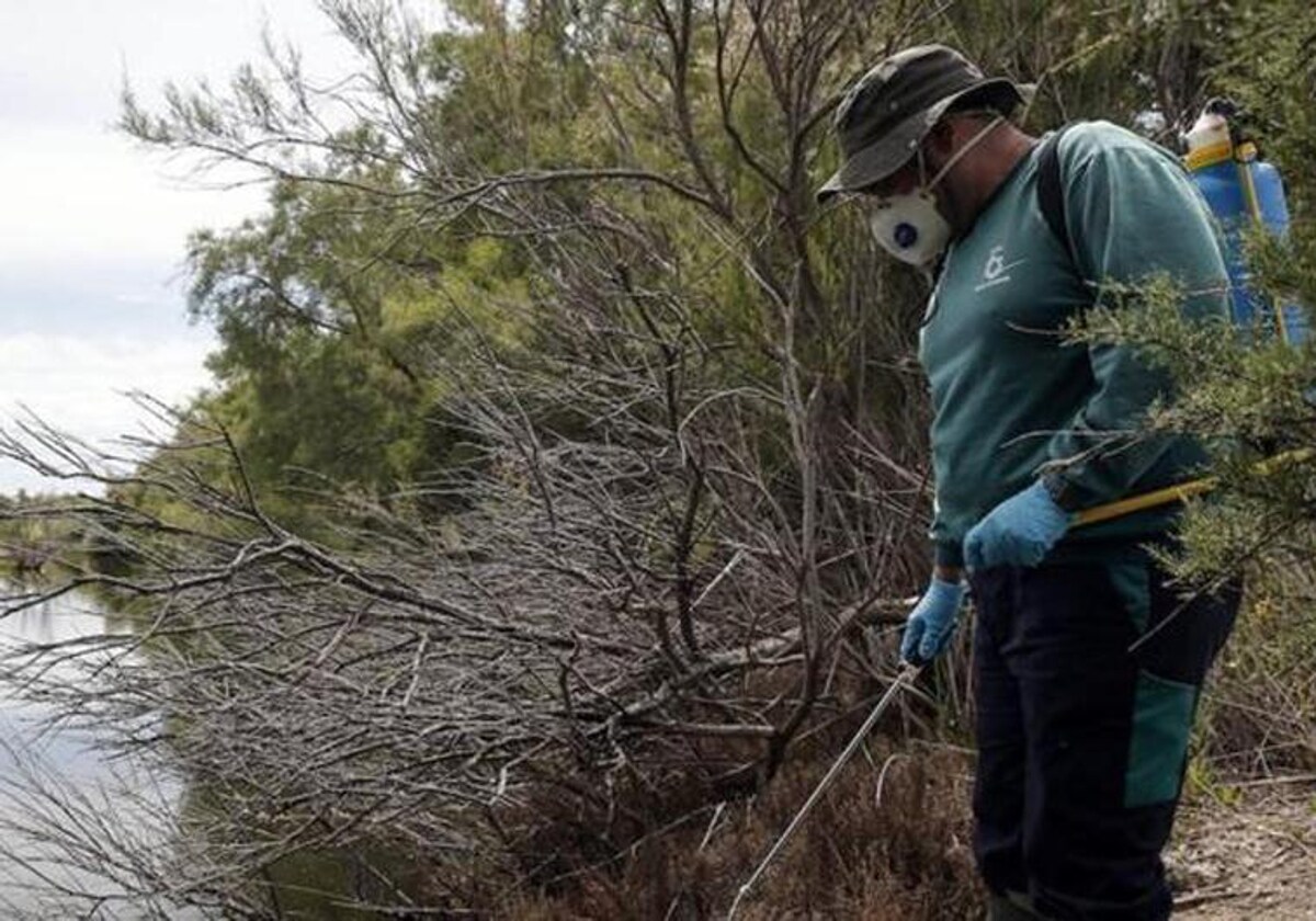 A worker fumigates against mosquitoes in the mouth of the Guadalhorce river area.