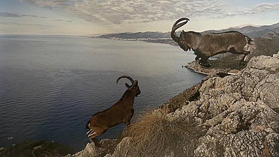 New book is culmination of four decades devoted to photographing mountain goats