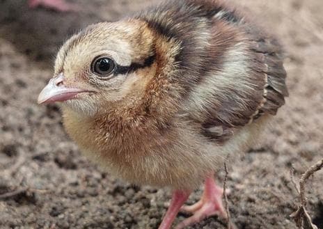 One of the two chicks.
