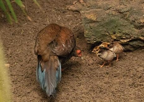Imagen secundaria 1 - Two chicks of critically endangered bird species hatch at Bioparc Fuengirola