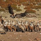 Griffon vultures.