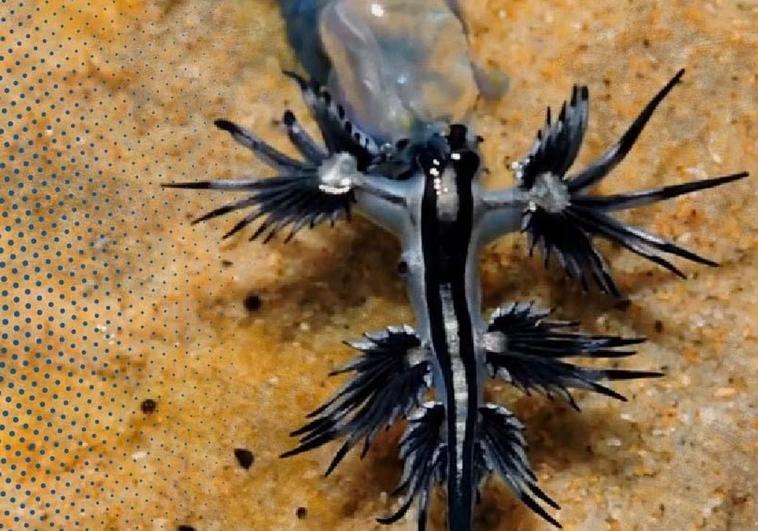 The blue dragon: the curious creature returning to the Spanish coastline after 100 years