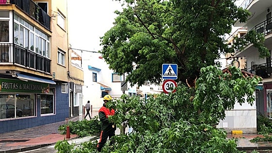 Fallen tree blocks busy Fuengirola road during heavy rains