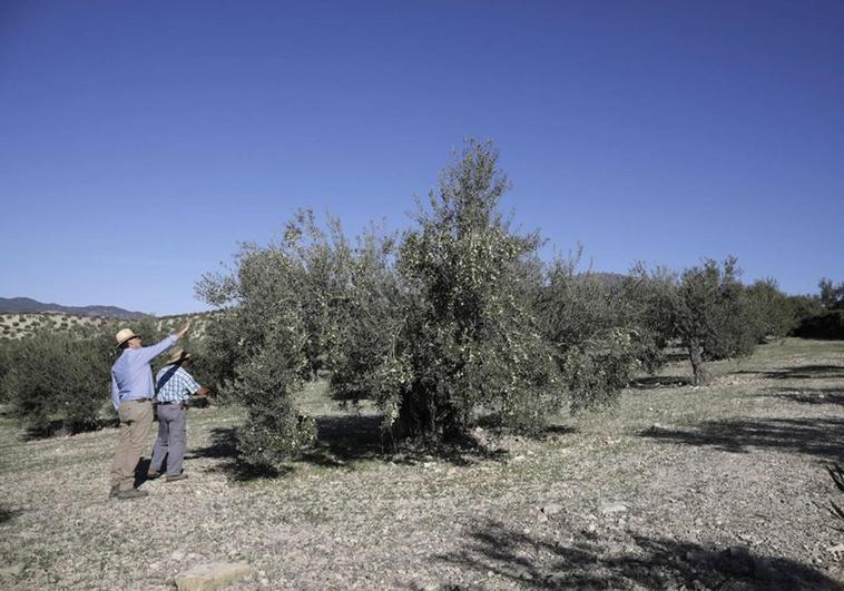 Recent rain is too late for the olive crop but it could save the almonds