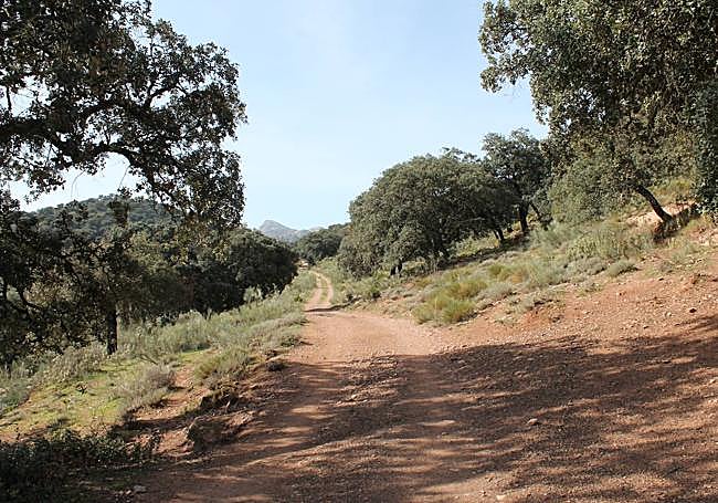 Vegetation. The routes of the Sierra de Santiago and Siete Pozos show holm oak groves like this one.