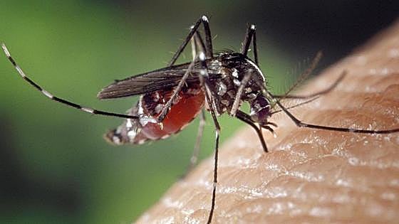 Mosquitoes in Spain are no longer only biting in the main summer months
