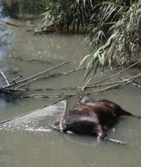 Imagen secundaria 2 - The dirty truth about the Guadalhorce: sewage, rubbish and dead animals