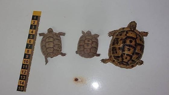 Three protected tortoise discovered in suitcase of man with arrest warrant against his name