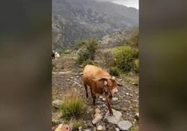 The strange case of the angry goat in the popular Alpujarra hiking area of Spain