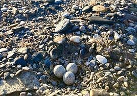 Part of Motril beach in Granada province closed to protect plover nests